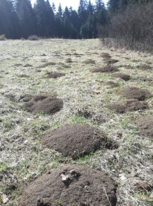 obr. 1 Početné krtince a na nich praveké črepy